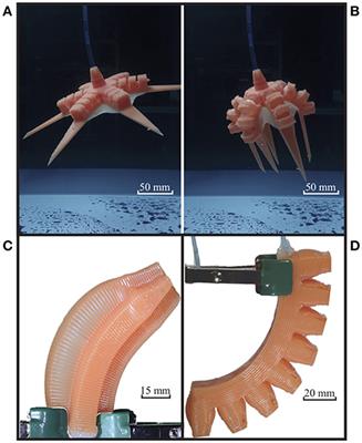 Evaluation of 3D Printed Soft Robots in Radiation Environments and Comparison With Molded Counterparts